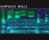 From Google: Whale Songs and AI, For Everyone to Explore
