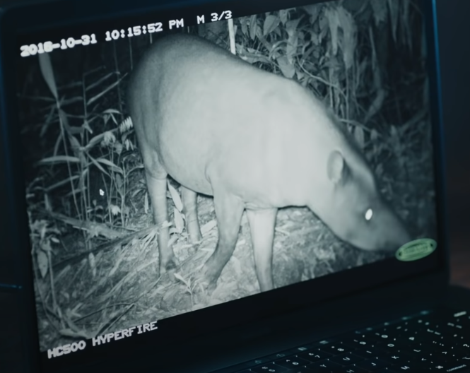 From Google: Wildlife Insights – Saving Biodiversity With Tech and AI